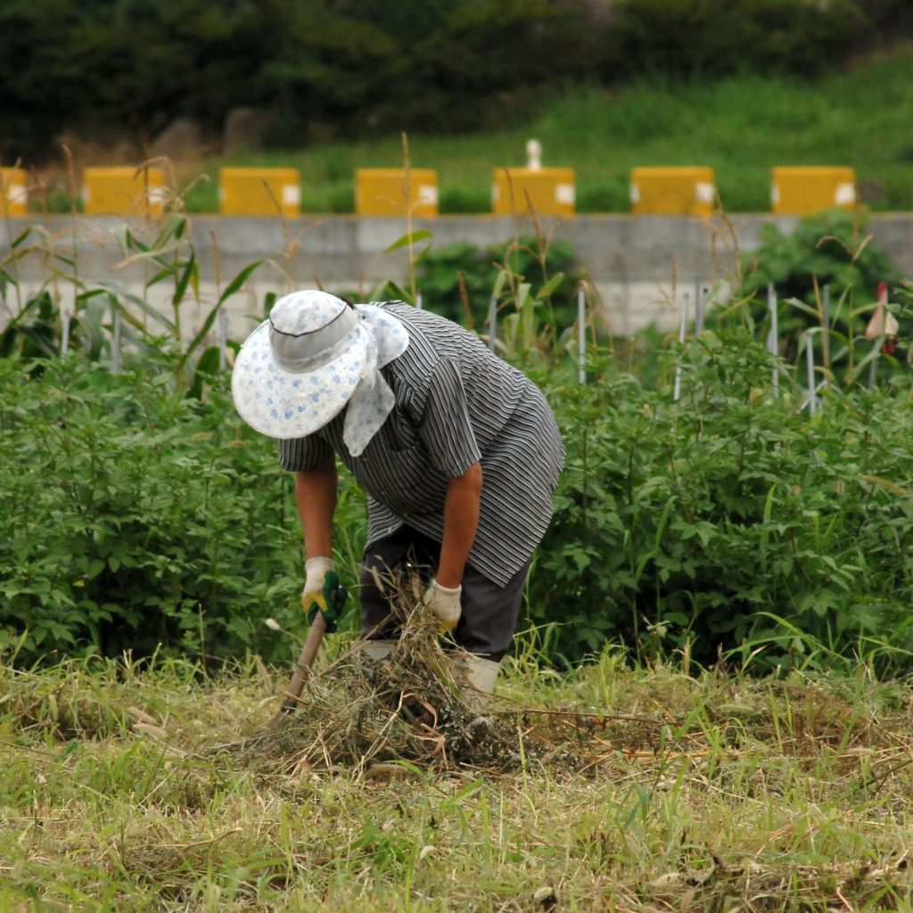 farmer-3431359